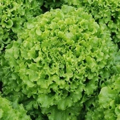 Geleneksel Ata Tohumları İvanka Yeşil Kıvırcık Marul Tohumu(800 tohum) thumbnail 1