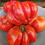 Striped Cavern Çizgili Domates Tohumu (15 tohum) thumbnail 1