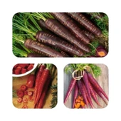 Geleneksel Mixed Havuç Havuç Tohumu(100 ADET) thumbnail 1