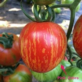 Etli Pink Zebra Domates Tohumu (15 tohum) thumbnail 2
