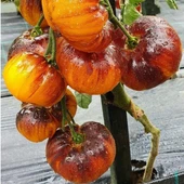 İri Etli Meyveli Wolverine Domates Tohumu (15 tohum) thumbnail 2