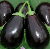 Geleneksel Ata Tohumları Adana Dolmalık Patlıcan Tohumu(70 Tohum) thumbnail 1