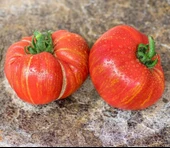 Maiden Fire Etli Beef Domates Tohumu (10 tohum) thumbnail 1