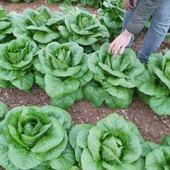 Geleneksel Ata Tohumları Soğuğa Dayanıklı Burkule Marul Tohumu(800 tohum) thumbnail 1