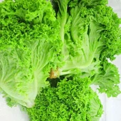 Geleneksel Soğuğa Dayanıklı Big Bag Yeşil Kıvırcık Marul Tohumu (100tohum) thumbnail 1