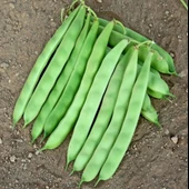 Ata Tohumları Gelneksel Ece Alman Ayşe(Sırık-Geniş) Fasulye Tohumu (20 Tohum) thumbnail 1