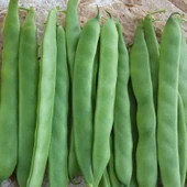 Geleneksel Oturak Kılçıksız Alman Ayşe Tipi Fasulye Tohumu (20 tohum) thumbnail 1