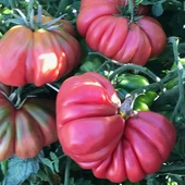 Pink Accordion Etli Pembe Domates Tohumu(15 tohum) thumbnail 2