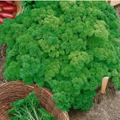 Geleneksel Tohumları Triple Curled Maydanoz Tohumu (150 tohum) thumbnail 1