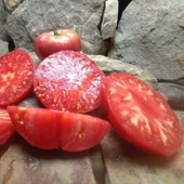 Olive Hill Etli Domates Tohumu (15 tohum) thumbnail 2