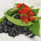 Geleneksel Malezya Siyah Sırık Fasulye Tohumu (10 tohum) thumbnail 1