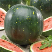 Geleneksel Tohumlar Moon Stars Benekli Karpuzu Tohumu(10 tohum) thumbnail 1