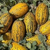 Ata Tohumları Geleneksel Kırkağaç 589 Basık Kavun Tohumu (20 tohum) thumbnail 1