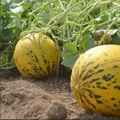 Ata Tohumları Geleneksel Akhisar Topan Kavun Tohumu (20 tohum) thumbnail 1