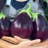 Geleneksel Ata Tohumları Kızartmalık Yemeklik Etli Topan Dilimli Patlıcan Tohumu (70 Tohum) thumbnail 1