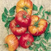 Doğal Old German Domates Tohumu(20 adet) thumbnail 1