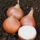 Geleneksel Tohumları Erkenci Teksas Grano Soğan Tohumu(50 tohum) thumbnail 1