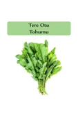 Tere Tohumu 1 Paket (10gr=5000+ Adet) Tere Otu Tohumu Geniş Yapraklı Tere - 2