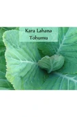 Kara Lahana Tohumu 1 Paket (10gr=2000+ Adet) Karadeniz Lahana Tohumu - 1