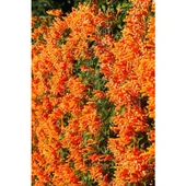 Turuncu Acem Borusu Fidanı 40-80 cm Orange Persian Horn Sapling thumbnail 2