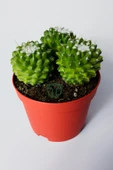 Mammillaria Polythele İnermis dikensiz kaktüs 3 adet - 3