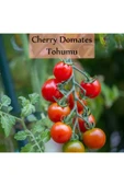 Çeri Domates Tohumu 1 Paket Cherry Domates Salkım Domates Tohumu Yüksek Verim Ekmek Için Sebze Tohum - 1