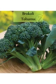 Brokoli Tohumu 1 Paket (1 Gr=250+ Adet) - 1
