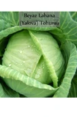 Beyaz Lahana Tohumu 1 Paket Lahana Tohumu Yalova 1 Kapalı Paket Verimli Tohum thumbnail 1