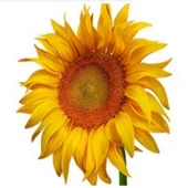 İnegöl Çerezlik Ayçekirdeği Tohumu (5 kg) thumbnail 1