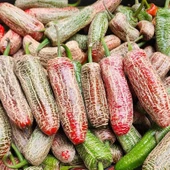 Nadir Ata Tohum Jalapeno Farmers Biber Tohumu (10 tohum) - 1