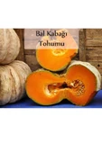 Bal Kabağı Tohumu 1 Paket Kabak Tohumu Kapalı Paket Tohum Bal Kabağı Tatlı Kabağı - 1