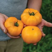 İri Meyveli Etli Dr.Wyche's Yellow Domates Tohumu (15 tohum) thumbnail 2