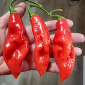 Trinidad Seasoning Biber Tohumu (15 Tohum) - 1