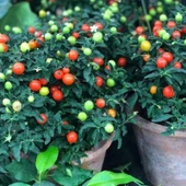 Saksılık Fat Tomato Pepper Tohumu (5 tohum) - 1