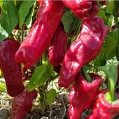 Kızartmalık Közlemelik Acı üç Urfa İsot Biber Tohumu (50 tohum) thumbnail 1