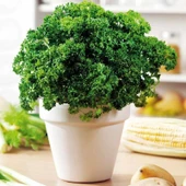 Geleneksel Tohumları Moss Curled Frenk Maydanozu Tohumu (100 tohum) - 1