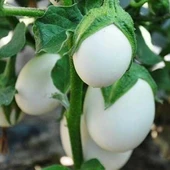 Japanese Egg White Etli Yumurta Patlıcan Tohumu (15 tohum) - 1