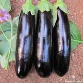 Ata Tohum Geleneksel Kebablık Mangallık Halep Karası Patlıcan Tohumu (70 tohum) thumbnail 1