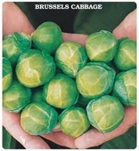 Geleneksel Brüksel Lahanası Tohumu (50 tohum) - 1
