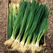 Ata Tohum Geleneksel Yüksek Aromalı Yeşil Soğan Tohumu(50 Tohum) thumbnail 1