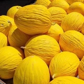 Geleneksel Tohumlar Vivaldi Sarı Kışlık Kavun Tohumu (20 tohum) - 1