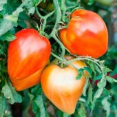 Red Oxheart Kalp Şeklinde Meyvesi Olan Domates Tohumu(15 tohum) - 1