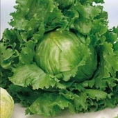 Geleneksel Tohumlar Geniş Yaprak Great Lakes Marul Tohumu (100 tohum) thumbnail 1