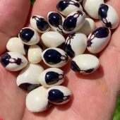 Geleneksel Doğal Tohum Kastamonu Burnu Kara Sırık Fasulye Tohumu (10 tohum) thumbnail 1