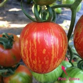 Etli Pink Zebra Domates Tohumu (15 tohum) thumbnail 2