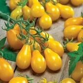 Sarı Ampul Domatesi Yellow Pear Domates Tohumu (15 tohum) - 1