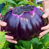 Prosperosa Etli Patlıcan Tohumu (15 tohum) - 1