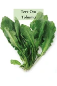 6 Paket Tohum No2 Yeşillik Tohumları Bitki Tohumları Maydanoz Tohumu Roka Tohumu Dereotu Tohumu ... - 7