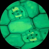 AmScope T490B Bileşik Trinoküler Mikroskop 40X-2000X Büyütme - 8