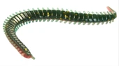 Lrf Silikonu Luckyjohn Sandworm 10Cm Kokulu 15’Li Pk Renk:F05 thumbnail 3